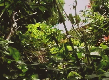 Gay Island Scene-2_two Muscular Gay Men Fucking Hard in the Jungle