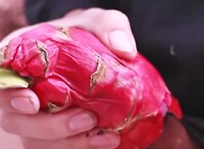 I Was So Horny I Fucked A Dragon Fruit
