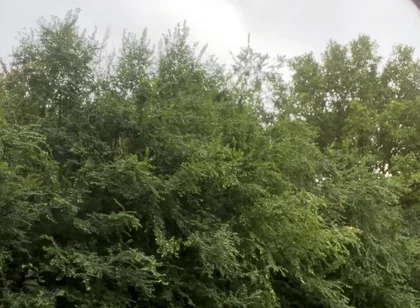Jerking in the Woods