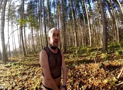 Cold Day in the Woods