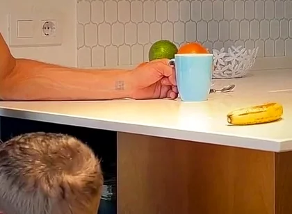 I Secretly Suck My Best Friend While My Wife Isn't Watching - His Dick Squirts Hard in My Mouth