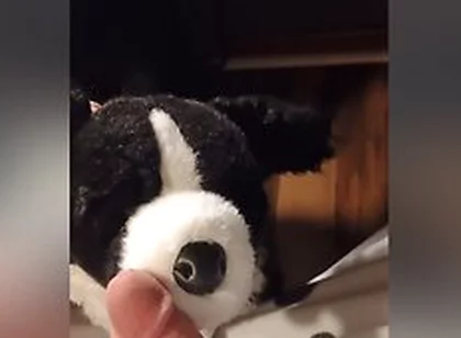 Border Collie Plushie Licks And Makes Onesie Pubby Cum!