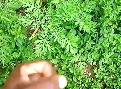Haydenbbc