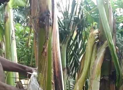 Man All Alone in the Forest and Make the Plantain Tree Is Wife and Fuck on It