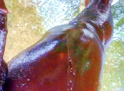 A Huge Dick Ready for Your Ass and Pussy