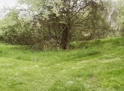 Jockstrap Park Tease: Muscular Asian Hunk Flexes, Fucks the Grass & Explodes in Cum