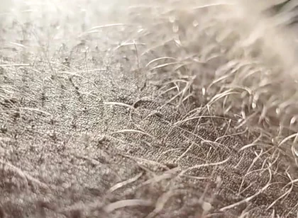 Ginger Fur