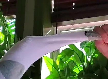 Bear Jerks off in White Sox with Some Help From BBC