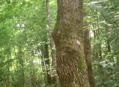 Once Again in the Forest
