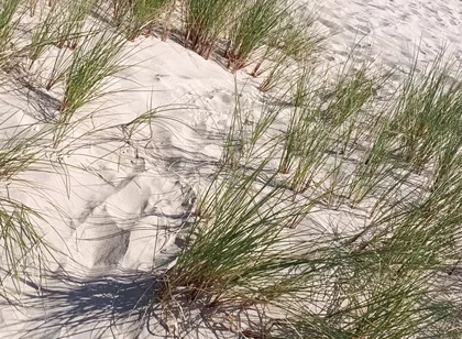 Hot Dilf Nude Beach Big Cock Showing off in the Dunes - Rockardglans
