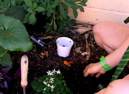 Giving the Plants Some Protein
