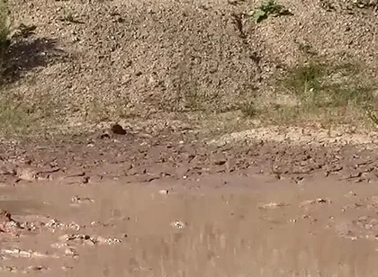 A Great Mud Adventure
