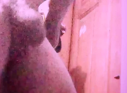 Multiple Cumshot in on Video