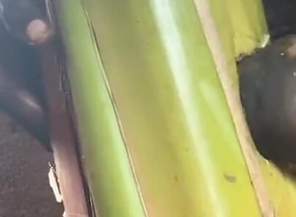 Best Plantain Tree Fucking Cumin Amateur