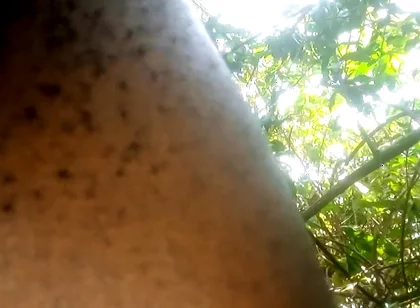 Travel bush