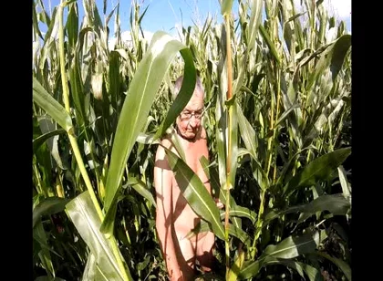 Maize Walk