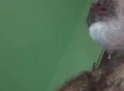 Loboibérico & Daddy Chris Barebacks a Fag