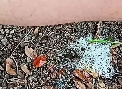 Compilation Pisses Urine by Master David